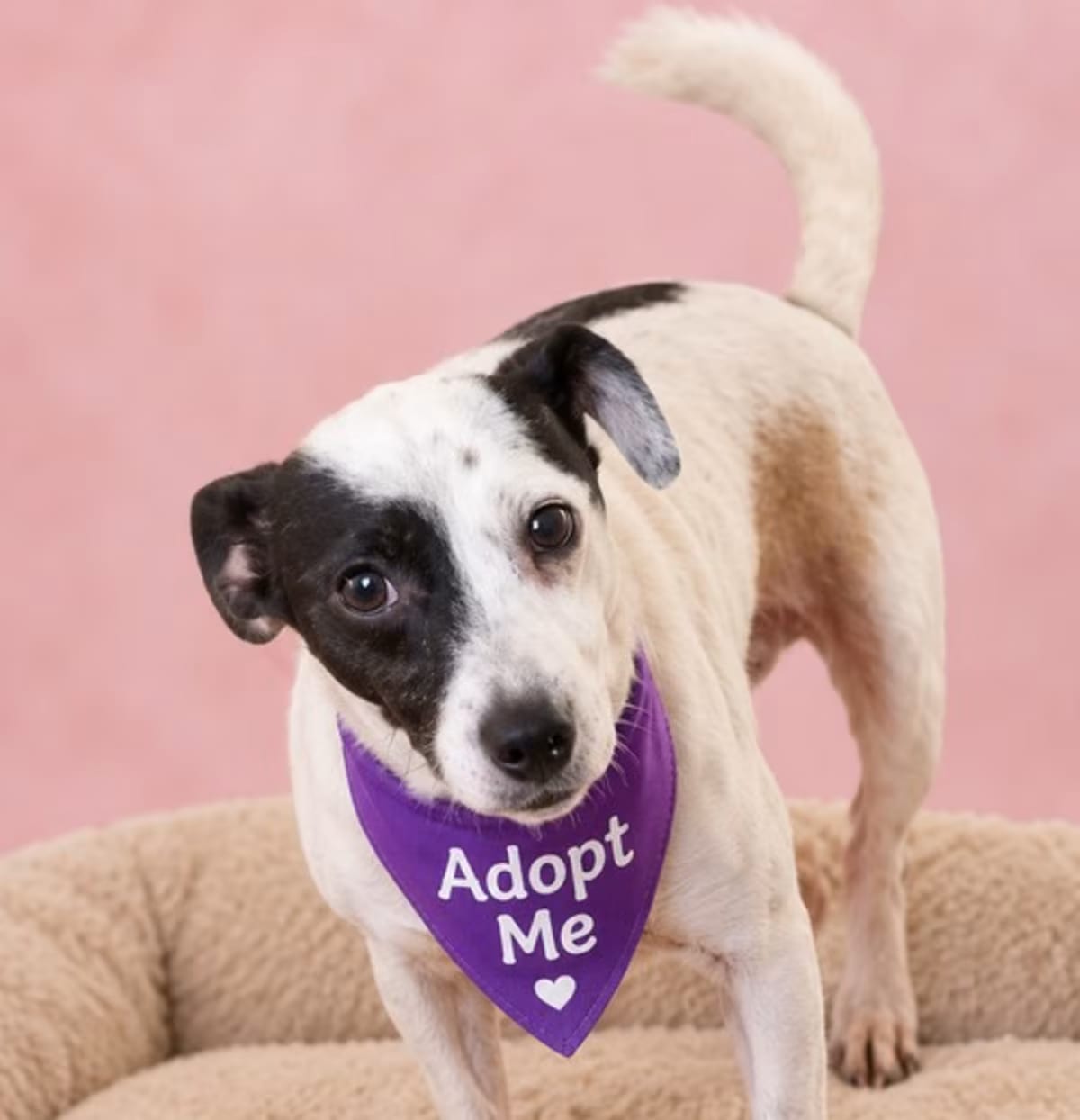 Photo of Vaquita, adoptable Jack Russell Terrier Terrier (Unknown Type, Medium) in Los Angeles, California