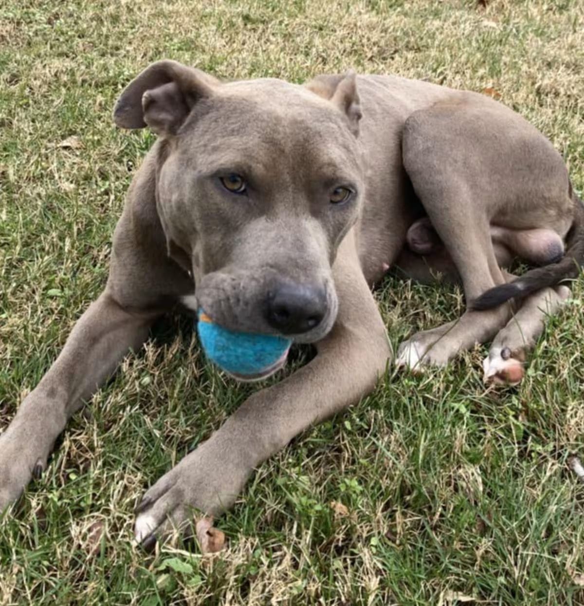 Photo of Rocky II, adoptable Terrier (Unknown Type, Medium)/Mixed Breed (Medium) in Raleigh, North Carolina