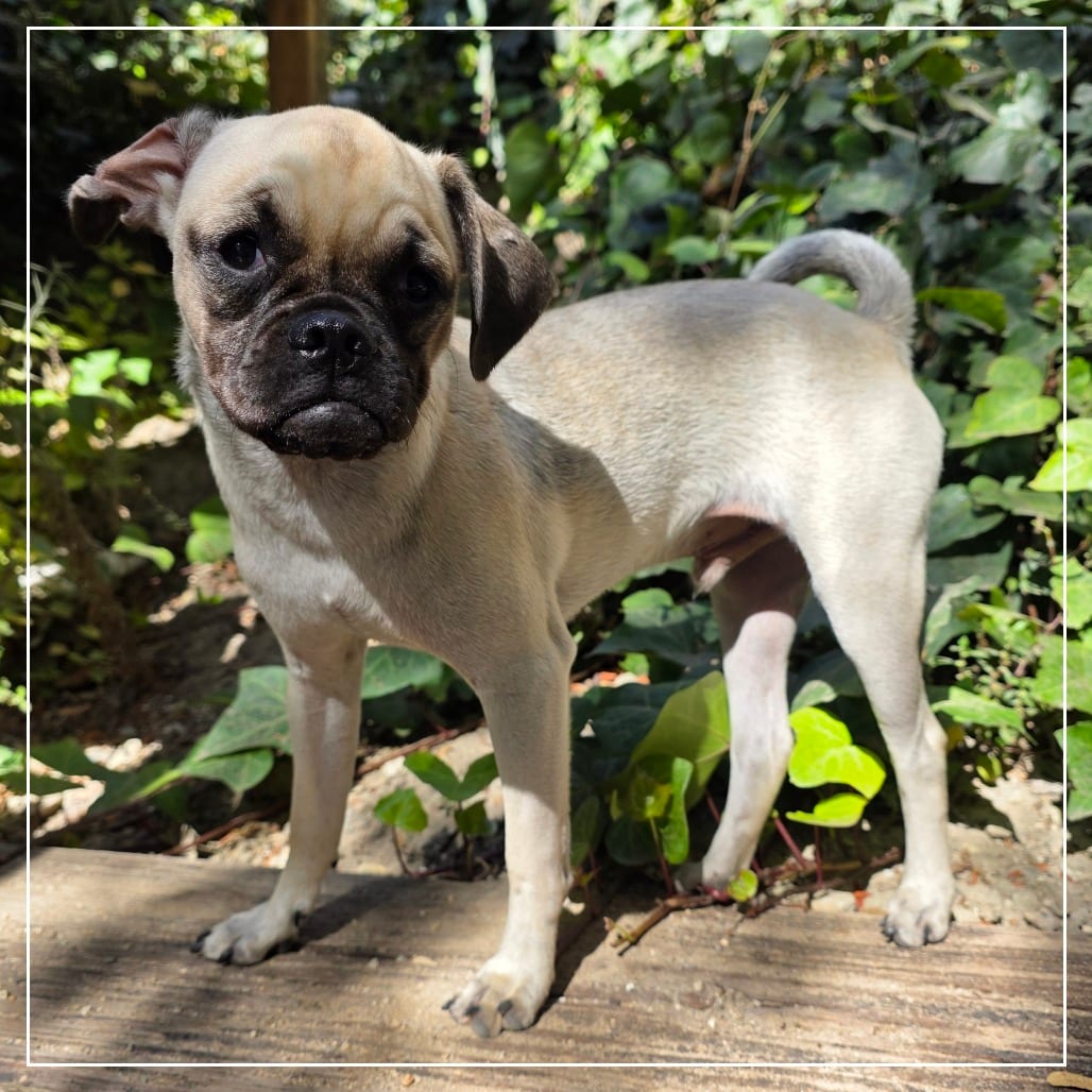 Photo of Inky, adoptable Pug / Mixed Breed (Small) in California, California