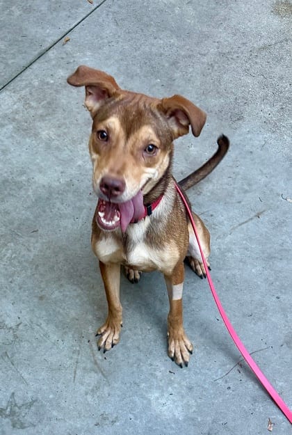 Photo of Featurette, adoptable dog in Chamblee, Georgia