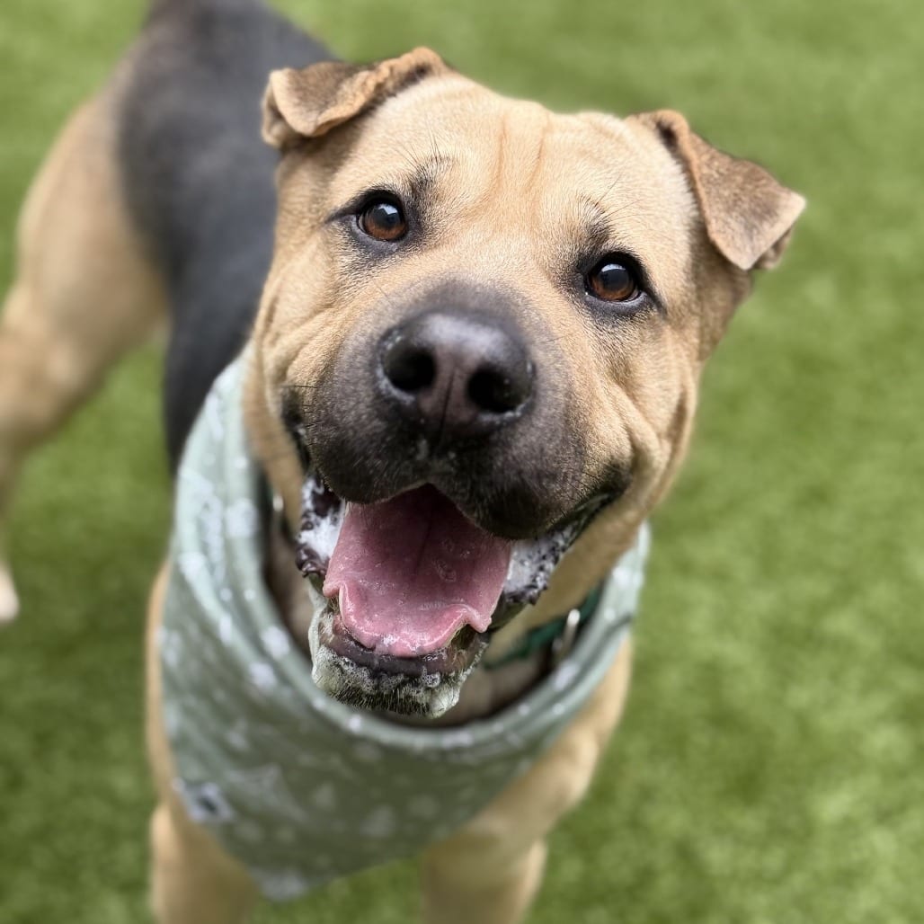 Photo of Felix, adoptable Pei, Shar / Shepherd, German in Greensboro, North Carolina