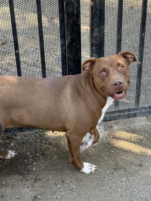 Photo of Sweetie, adoptable Pit Bull Terrier in Riverside, California