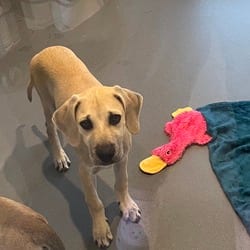 Photo of Waylen 3333, adoptable Black Mouth Cur Mixed Breed (Medium) in Loxahatchee, Florida