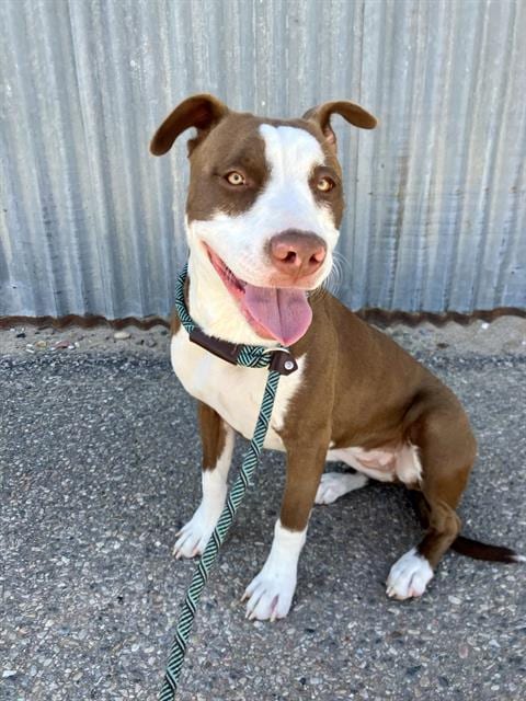 Photo of Jupiter, adoptable American Pit Bull Terrier in Albuquerque, New Mexico