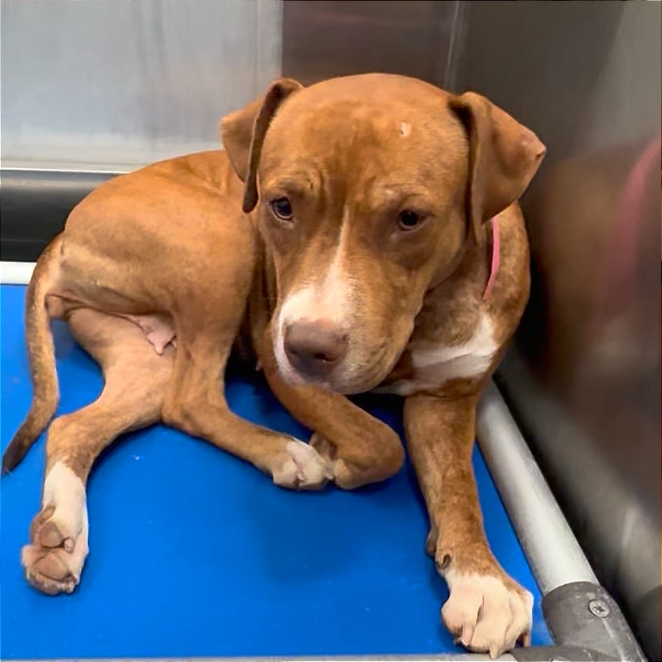 Photo of Betty, adoptable dog