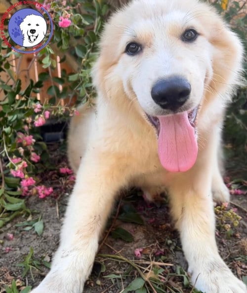 Photo of Tapas, adoptable Great Pyrenees in Spring, Texas