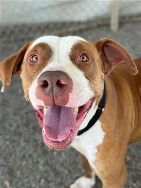 Photo of Lobster Roll, adoptable Pit Bull Terrier in Woodland, California
