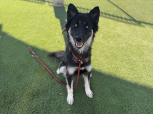 Photo of Vita, adoptable German Shepherd Dog in Los Angeles, California
