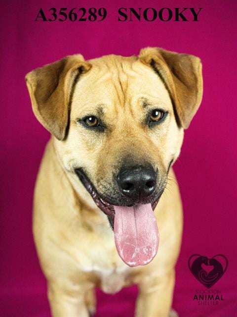 Photo of Snooki, adoptable German Shepherd Dog in Stockton, California