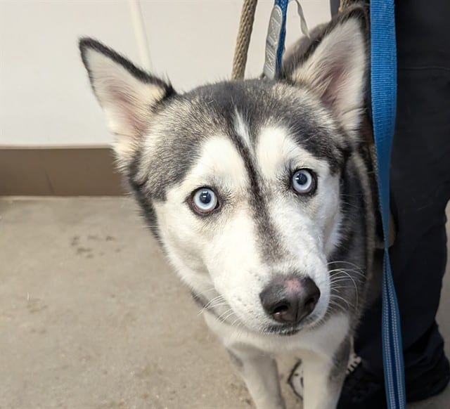 Photo of Luna, adoptable dog