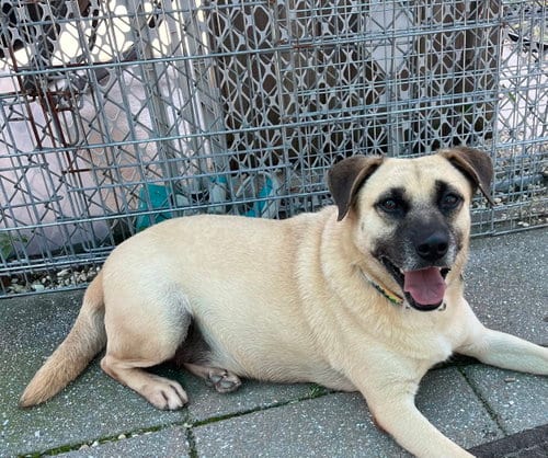 Photo of Ralph, adoptable Unknown breed in Spring Lake, New Jersey