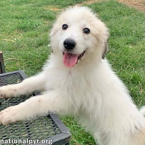 Photo of Rosie in KY - Playful & Social, adoptable Great Pyrenees in Beacon, New York