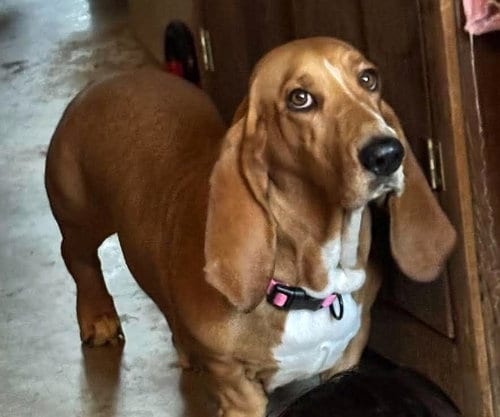 Photo of Fatima TX, adoptable Basset Hound in Boonton, New Jersey