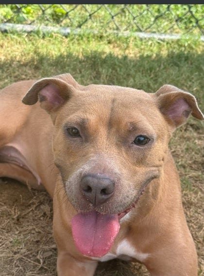 Photo of Laurel, adoptable dog in Atlanta, Georgia