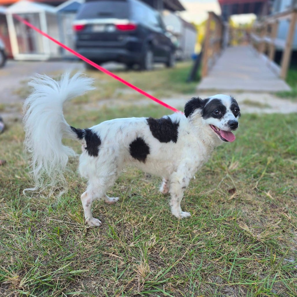 Photo of Coco, adoptable Papillon / Chihuahua, Long Coat in Hinesville, Georgia