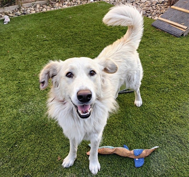 Photo of Cadet, adoptable Great Pyrenees and Border Collie in San José, California