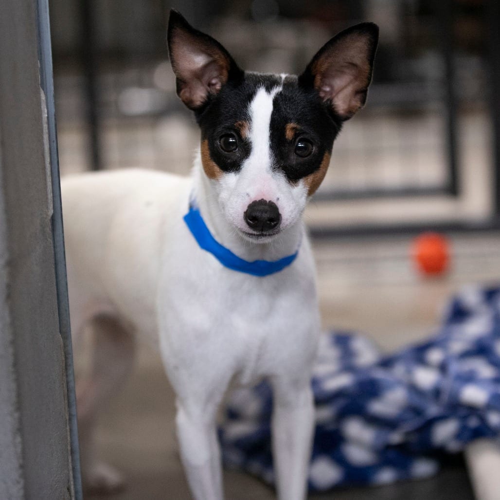 Photo of Komere (AG26-28), adoptable Terrier, Rat in Colorado Springs, Colorado