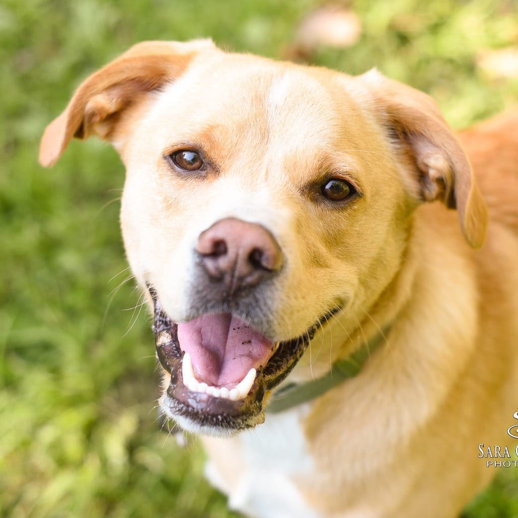 Photo of Teddy, adoptable Mixed Breed (Medium) in Grand Rapids, Michigan