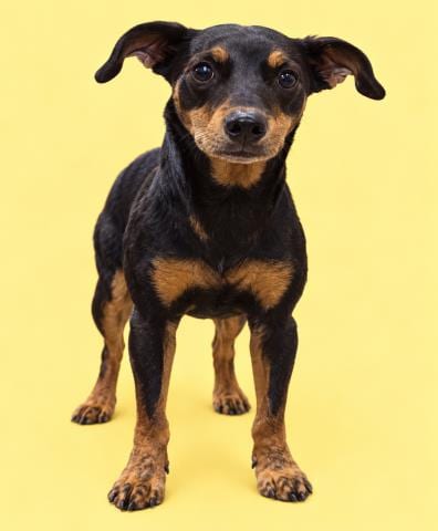Photo of Phillip, adoptable Manchester Terrier in HESPERIA, California