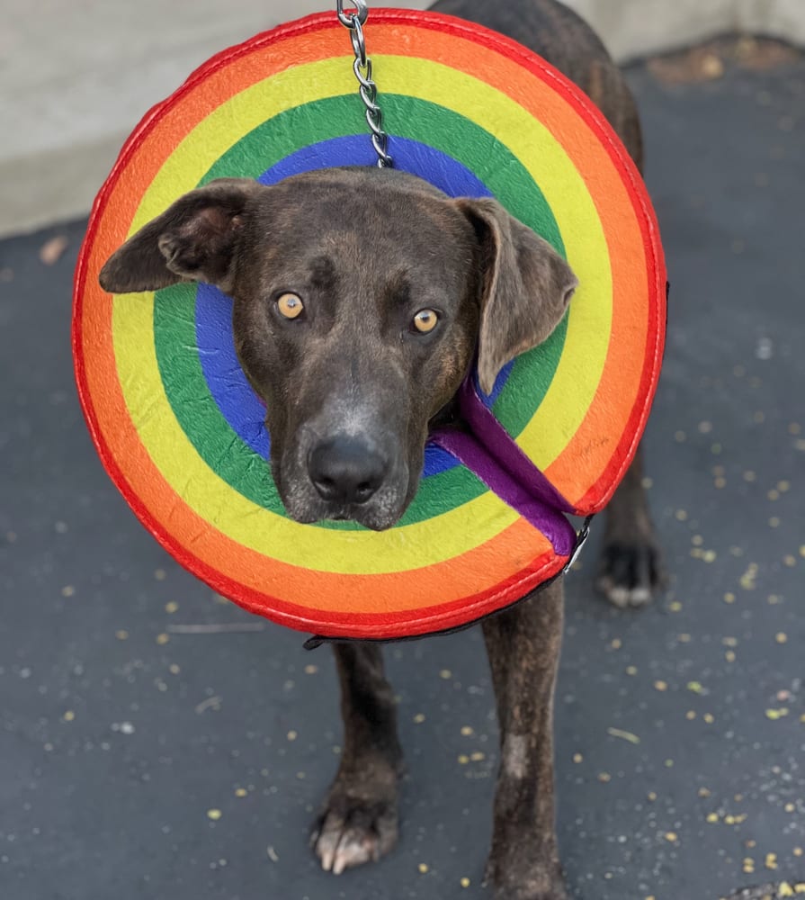 Photo of Jacob, adoptable Labrador Retriever in Dana Point, California