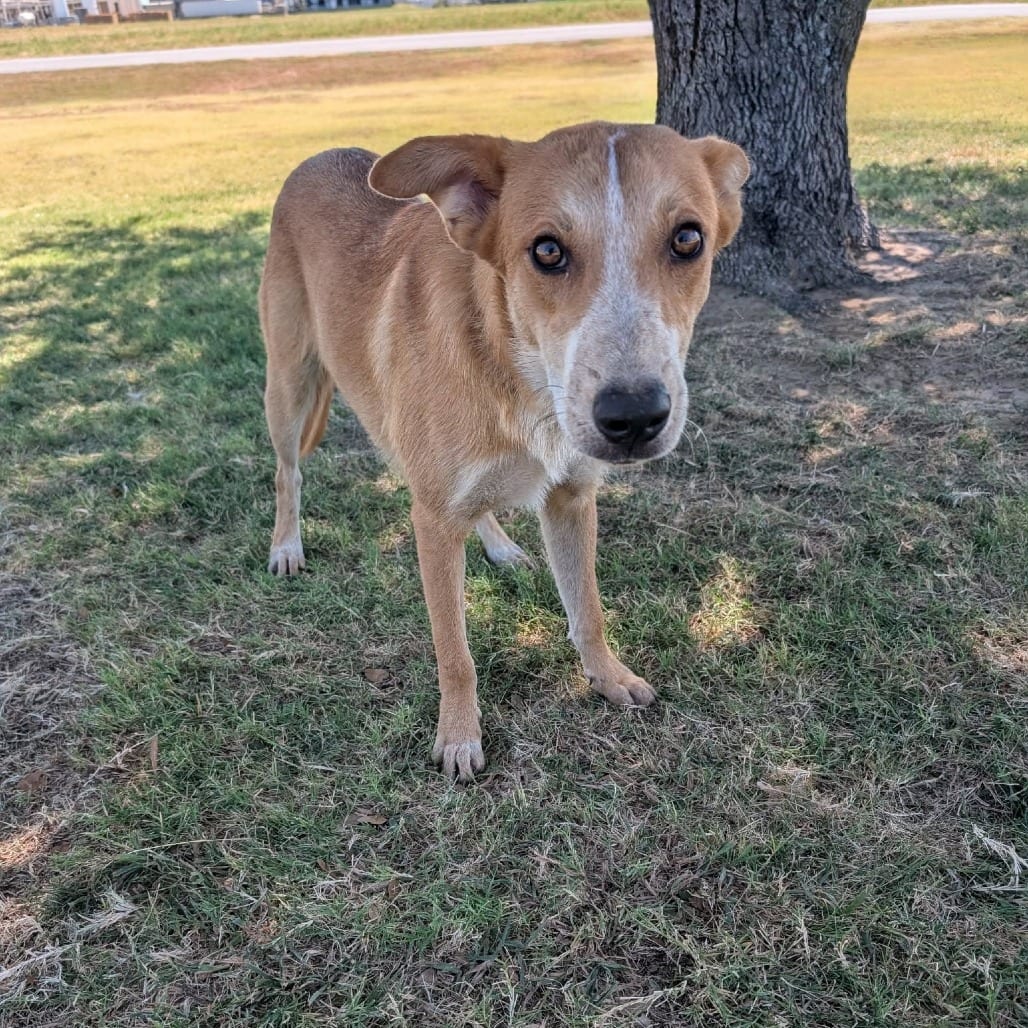 Photo of Dunn, adoptable Cattle Dog, Australian (Red Heeler) in Wadena, Minnesota