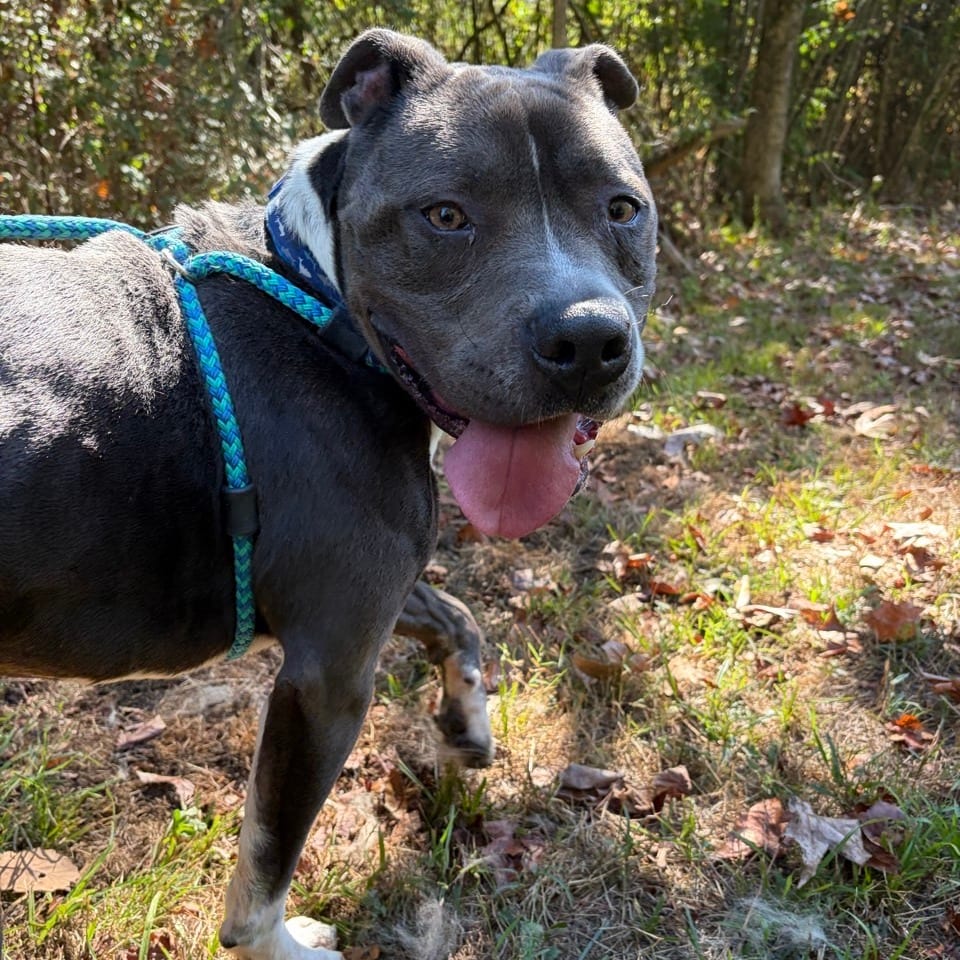 Photo of Humpty Dumpty (Blu), adoptable Mixed Breed (Medium) in Chattanooga, Tennessee