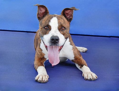 Photo of Brass, adoptable Boxer in Baldwin Park, California