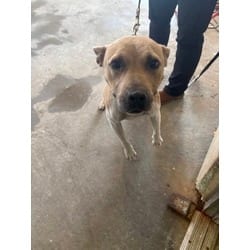 Photo of Calli, adoptable American Pit Bull Terrier in Baton Rouge, Louisiana