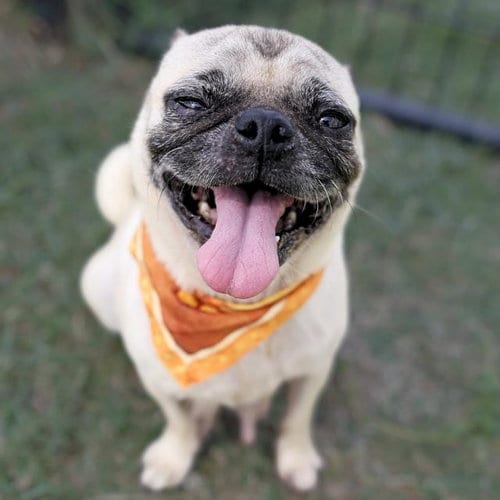 Photo of Ramona, adoptable Pug in San Antonio, Texas