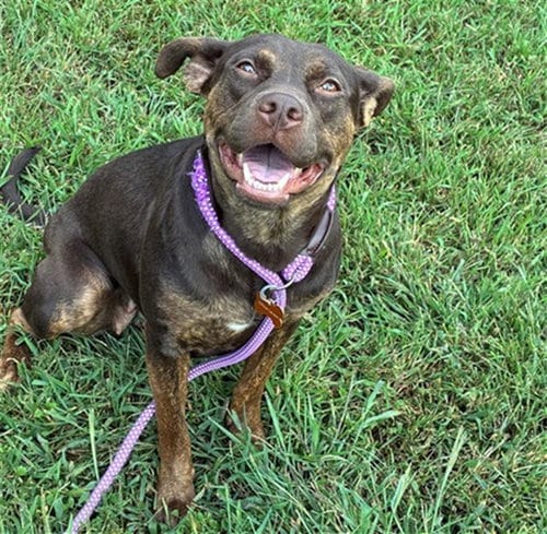 Photo of Debbie, adoptable Staffordshire Bull Terrier in Springfield, Massachusetts