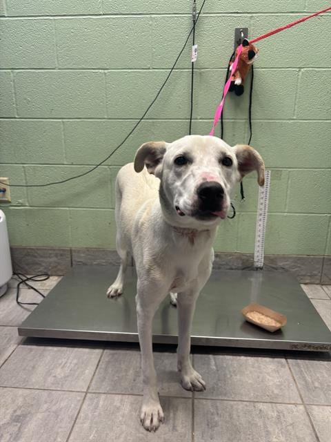 Photo of Xero, adoptable Labrador Retriever in Grand Prairie, Texas