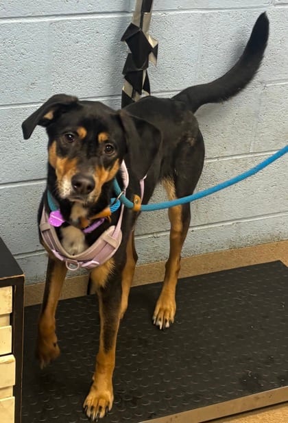 Photo of Stasha, adoptable dog in Chamblee, Georgia
