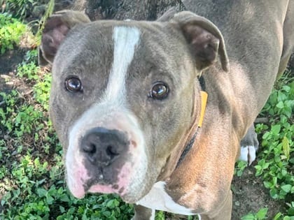 Photo of Booker, adoptable dog in Georgetown, Texas