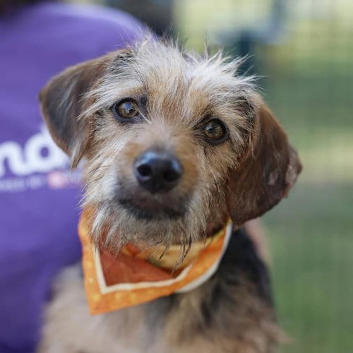 Photo of Olive, adoptable Terrier in San Antonio, Texas