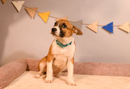 Photo of Turkey, adoptable Mountain Cur in Brooklyn Center, Minnesota