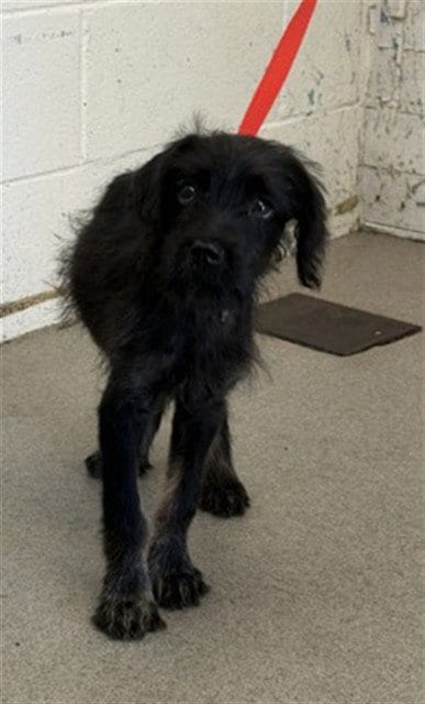 Photo of Dandelion, adoptable Terrier in San Bernardino, California
