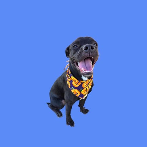 Photo of Lil Ricky, adoptable Boxer in Bakersfield, California