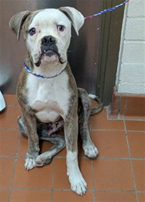 Photo of Bronco, adoptable Boxer in Camarillo, California
