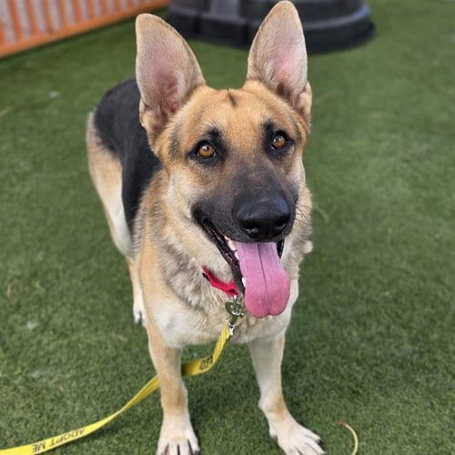 Photo of Magic, adoptable German Shepherd Dog in Las Vegas, Nevada