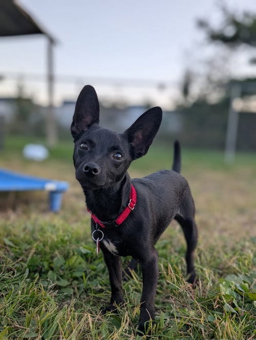 Photo of Chili the Chi, adoptable Chihuahua in Cuyahoga Falls, Ohio