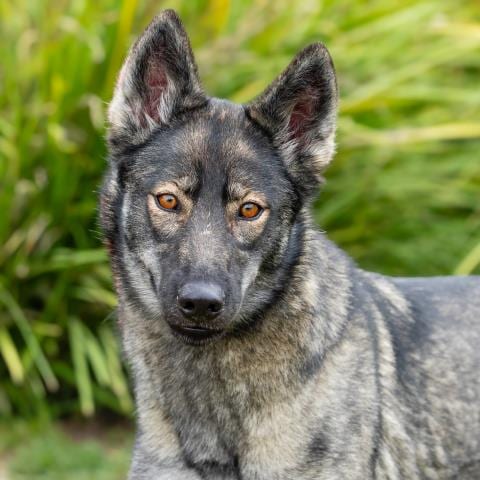 Photo of Lakota, adoptable German Shepherd Dog in Camarillo, California