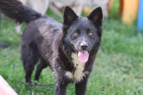 Photo of Goldie, adoptable Australian Kelpie in Vancouver, Washington