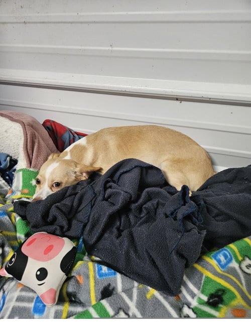 Photo of Ben, adoptable Chihuahua in Tracy City, Tennessee