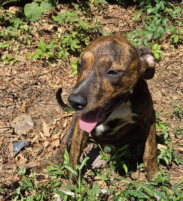 Photo of Hallway Cage Ginger, adoptable Pit Bull cross in Lawrenceville, Georgia