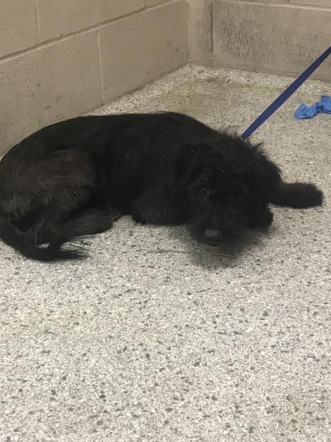Photo of A433240, adoptable Cairn Terrier in Conroe, Texas