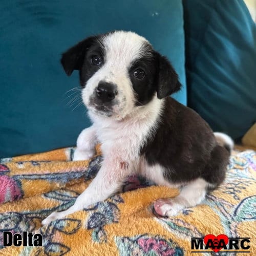 Photo of Delta, adoptable Cattle Dog in Maryville, Tennessee