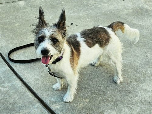 Photo of Coraline, adoptable Terrier in Martinez, California