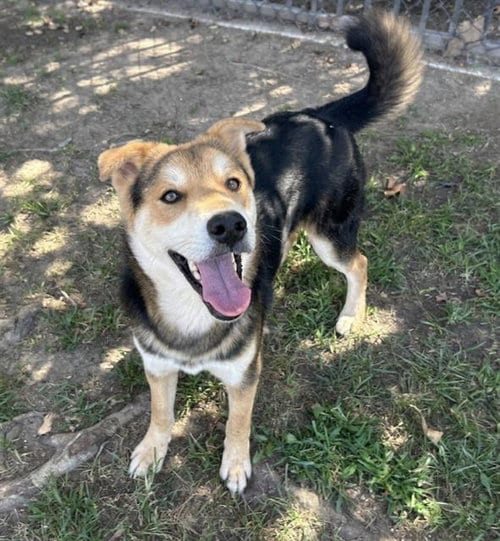 Photo of Petrie, adoptable Chinese Shar-Pei in Riverside, California