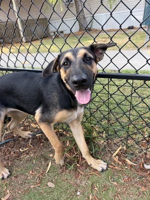 Photo of Katy, adoptable Belgian Shepherd Malinois in Sugar Land, Texas