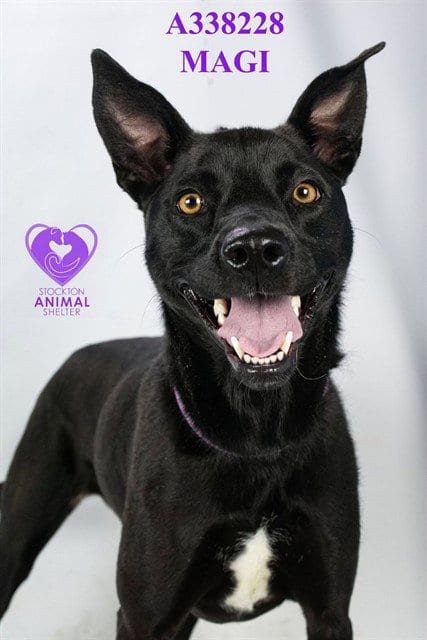 Photo of Magi, adoptable Labrador Retriever in Stockton, California